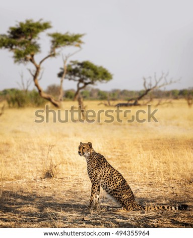 Wild african cheetah, beautiful mammal animal.