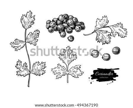 Coriander vector hand drawn illustration set. Isolated spice object. Engraved style seasoning. Detailed organic product sketch. Cooking flavor ingredient. Great for label, sign, icon Royalty-Free Stock Photo #494367190