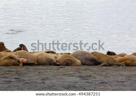 Rookery: Atlantic walrus sleeping on beach close to each other