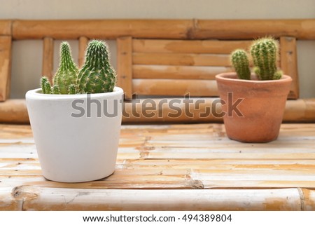 Small cactus planted in pots on the terrace.Nature green background or wallpaper