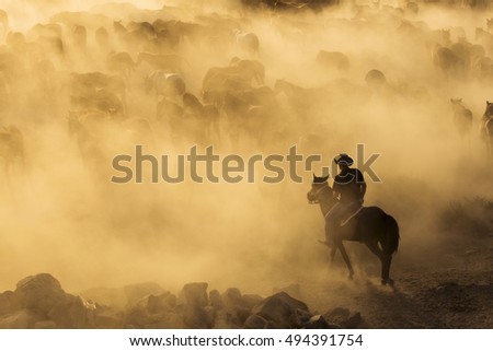 Western cowboys riding horses, roping wild horses
