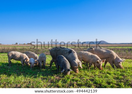 Pigs and piglets grazing in a field pasturage under blue sky. Natural organic agriculture. Farming. Royalty-Free Stock Photo #494442139