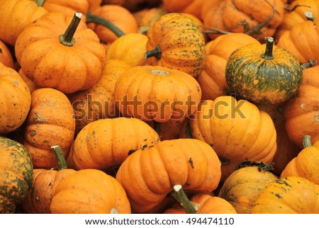 Small pumpkins at Halloween and pumpkin market in USA.