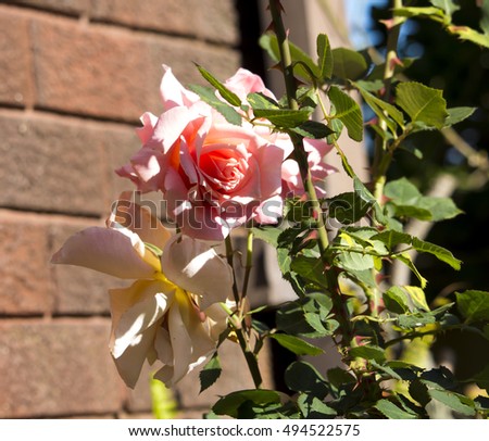 Lovely blooms of Rosa Climbing Pink Picture grafted on Fortuniana understock in spring contrasted against a brick wall adds classical beauty to a garden landscape.