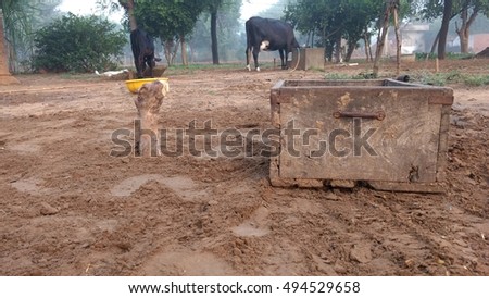 blurred background of cows on green grass and table 