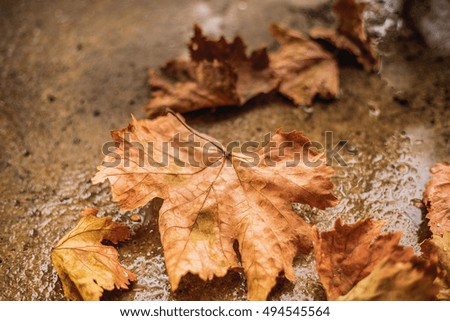 Fallen autumn leaves on the ground close-up