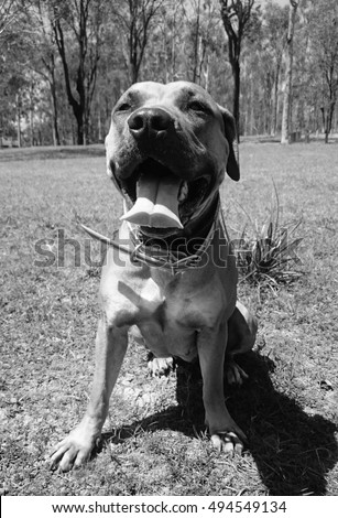 My beautiful dog, Riley. Riley is a Bandog bitch with a beautiful nature. I took this photo of her today at Kurwongbah Dam in Brisbane, Australia.