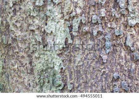 Bark of the big old tree. background texture