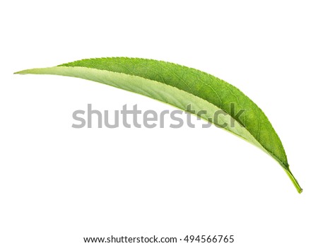 green leaf peach isolated on white background clipping path
