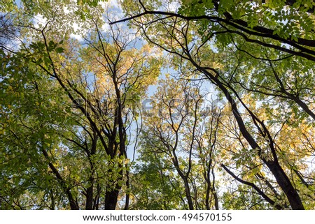 picturesque scene of autumnal yellow trees and blue sky with clouds