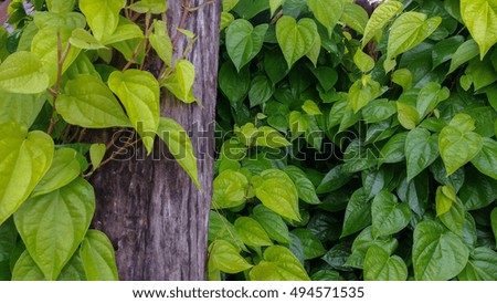 Betel vine you be can for background  and Everything