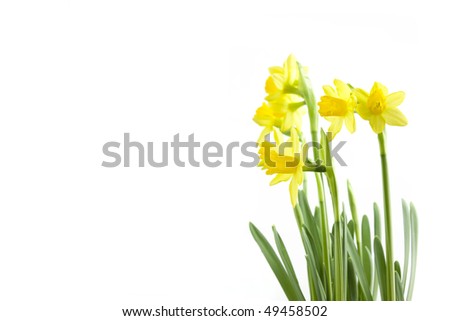 group of spring daffodis flowering on a white background