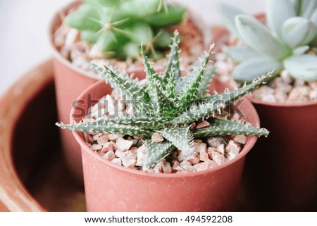 Close up of Cactus. Focus some spot.
