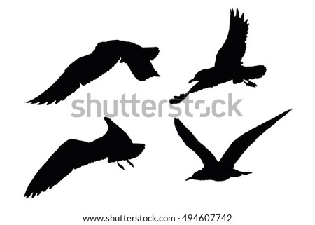 Seagull Silhouettes on the white background