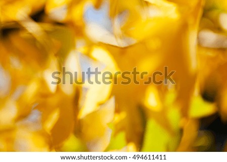 abstract autumn leaves on a sunny day, for blurred background
