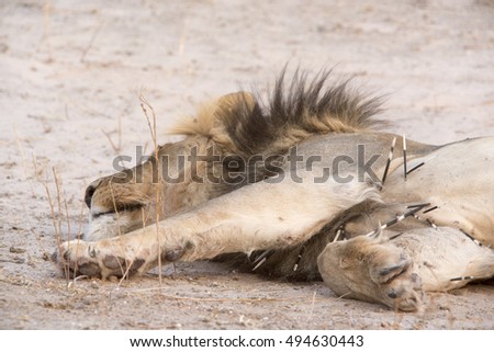 Male lion of the Kalahari