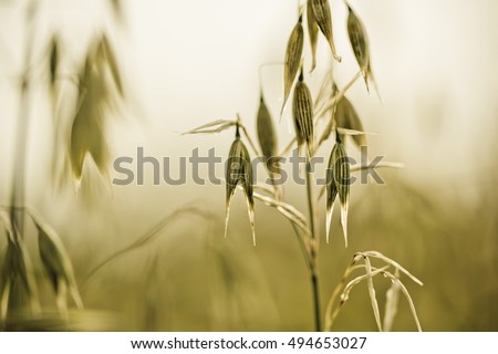 Coose Up of Oat plants on the acre in early Summer Royalty-Free Stock Photo #494653027