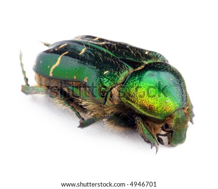 Cetonia aurata, known as the rose chafer, isolated on white background Royalty-Free Stock Photo #4946701