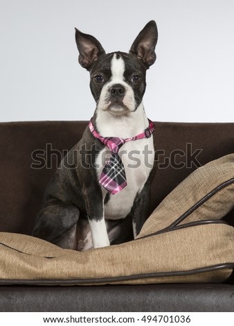 Boston terrier puppy portrait. The dog is wearing a tie and sits on a sofa. Image taken in a studio.