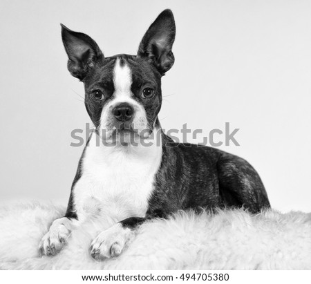 Boston terrier puppy portrait in black and white. Very detailed image.