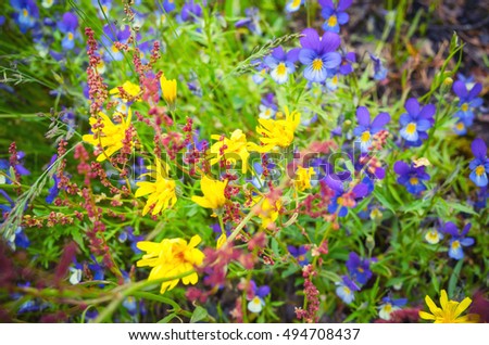 Small colorful wild flowers in summer forest, macro photo with selective focus