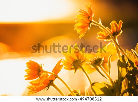 Bright yellow flowers in the sunlight. Rudbeckia nitida. Close up photo with selective focus and warm tonal correction filter effect