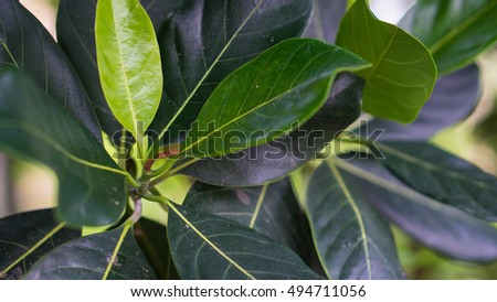 Brightly green leaves of a jackfruit tree. 