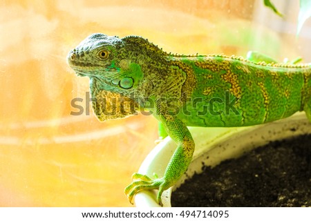 one green iguana lizard .reptile sit on indoor plant