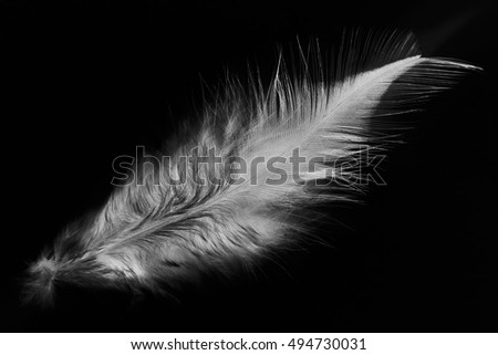 dark white feather background