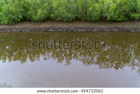 Mangrove trees along the turquoise green water in the stream