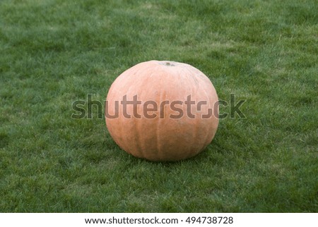 Big pumpkin on a green lawn. Autumn vegetable, healthy food.