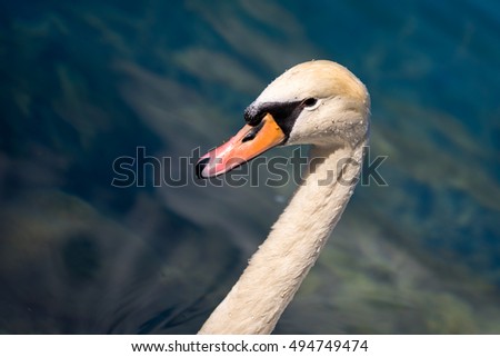 Ehy You, 'watcha looking? I'm a Swan