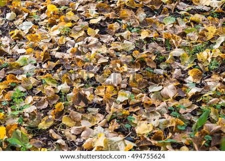 Autumn yellow leaves background. Natural backdrop