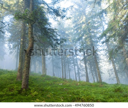 Pine forest in the Carpathian mountains on a foggy morning against a clearing blue sky