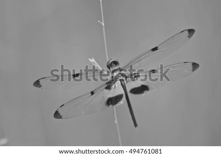 Black and white image of dragonfly