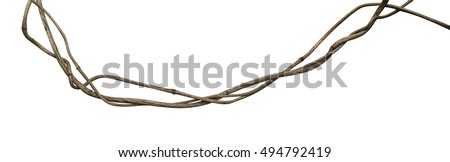 Twisted wild liana vine isolated on white background, clipping path included Royalty-Free Stock Photo #494792419