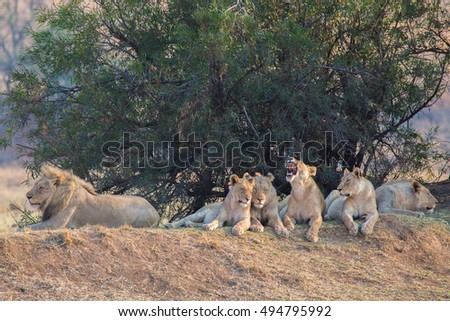 pride of lions waiting for the national park hunting pilanesberg south africa