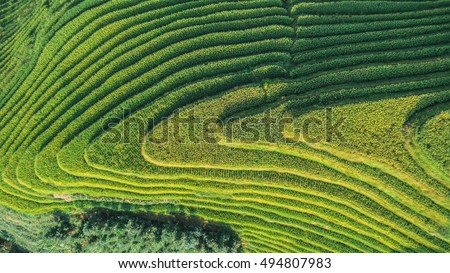 Top view or aerial shot of fresh green and yellow  rice fields.Longsheng or Longji Rice Terrace in Ping An Village, Longsheng County, China. 