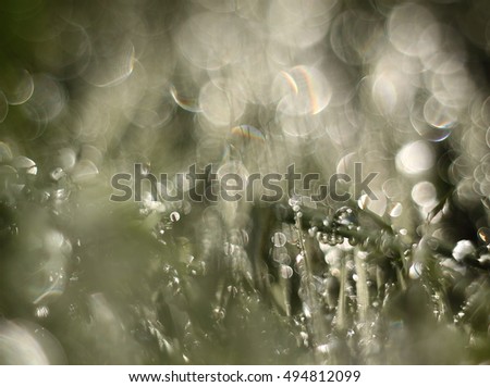 Morning dew detail abstract bokeh background