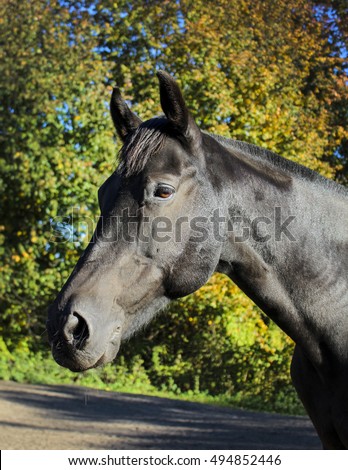 head of black horse is on a background of yellow and green autumn forest trees 