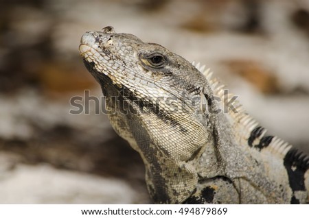 Iguana closeup with fly in Holbox