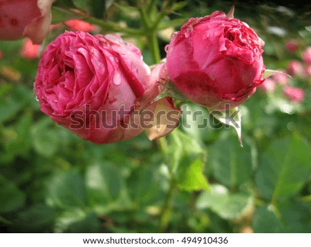 Pink Rose Blooming in Garden. Color photo of flowers. Photo for backgrounds.