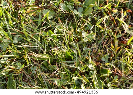 Photo Picture of the Green Grass Pattern Texture Background