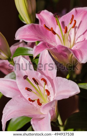 Marco Polo lilies in a sunset light
