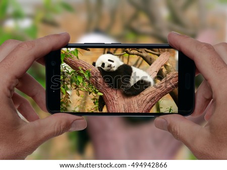 Man taking a photo of sleeping giant panda baby on the tree with smartphone camera