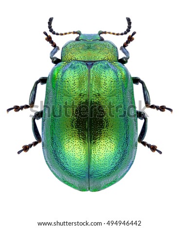 Beetle Plagiosterna aenea on a white background Royalty-Free Stock Photo #494946442