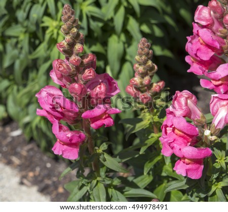 Stunning flowers of candy pink snap dragon Antirrhinum majus  blooming in mid spring add interesting old cottage garden charm to a front garden bed  with their tall symmetrical spires of color.