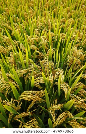 
The autumn rice fields 