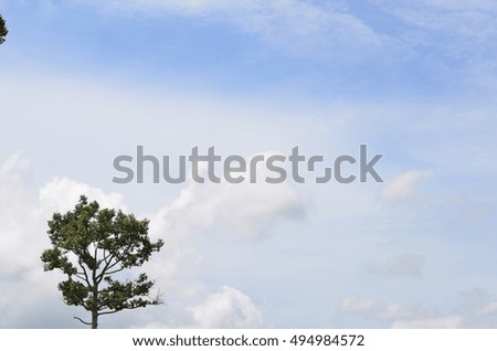 the tree and sky
