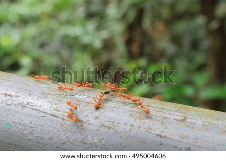 the Red ant in the garden 